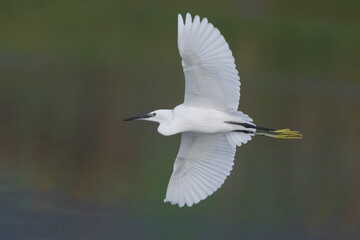 Kleine Zilverreiger; Little Egret; Egretta garzetta