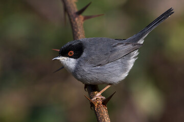 Kleine Zwartkop; Sardinian Warbler; Sylvia melanocephala