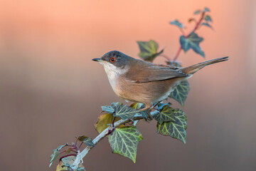 Kleine Zwartkop; Sardinian Warbler; Sylvia melanocephala