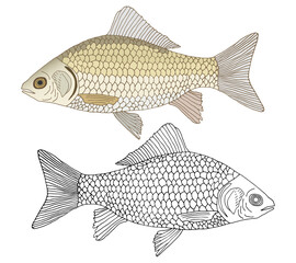 Beautiful river crusian carp with scales, hand drawing. Set of fish in color and black and white, isolated. Vector illustration.