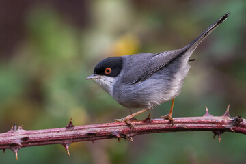 Kleine Zwartkop; Sardinian Warbler; Sylvia melanocephala