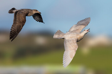 Grote Burgemeester, Glaucous Gull, Larus hyperboreus