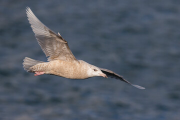 Grote Burgemeester, Glaucous Gull, Larus hyperboreus