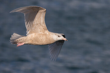 Grote Burgemeester, Glaucous Gull, Larus hyperboreus