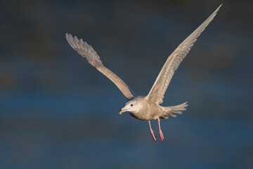Grote Burgemeester, Glaucous Gull, Larus hyperboreus