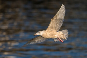 Grote Burgemeester, Glaucous Gull, Larus hyperboreus