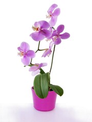 purple flowers of orchid Phalaenopsis isolated close up