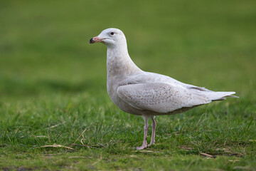 Grote Burgemeester, Glaucous Gull, Larus hyperboreus