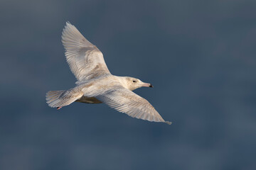 Grote Burgemeester, Glaucous Gull, Larus hyperboreus