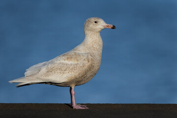 Grote Burgemeester, Glaucous Gull, Larus hyperboreus