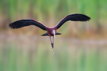 Zwarte Ibis; Glossy Ibis; Plegadis falcinellus;