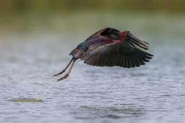 Zwarte Ibis; Glossy Ibis; Plegadis falcinellus;