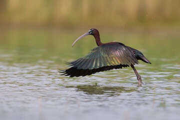 Zwarte Ibis; Glossy Ibis; Plegadis falcinellus;