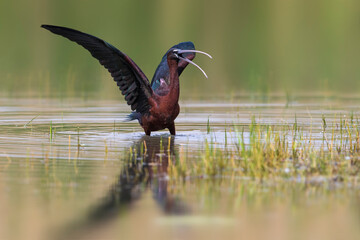 Zwarte Ibis; Glossy Ibis; Plegadis falcinellus;