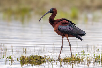 Zwarte Ibis; Glossy Ibis; Plegadis falcinellus;