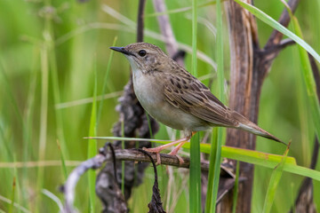 Sprinkhaanzanger; Grasshopper Warbler; Locustella naevia straminea