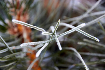selective focus of pine needles covered with frost