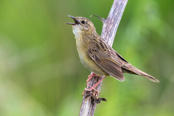 Sprinkhaanzanger; Grasshopper Warbler; Locustella naevia straminea