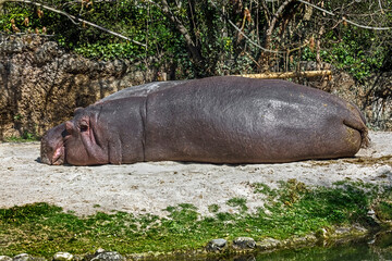 Sleeping hippopotamus. Latin name - Hippopotamus amphibius	