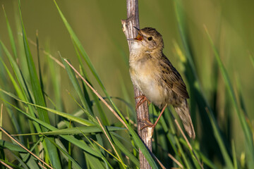 Sprinkhaanzanger; Grasshopper Warbler; Locustella naevia straminea