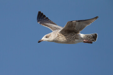 Grote Mantelmeeuw; Great Black-backed Gull; Larus marinus