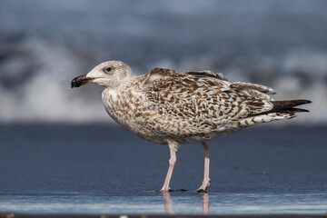 Grote Mantelmeeuw; Great Black-backed Gull; Larus marinus