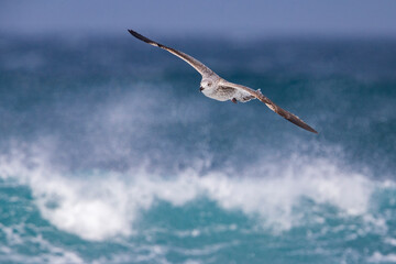 Grote Mantelmeeuw; Great Black-backed Gull; Larus marinus
