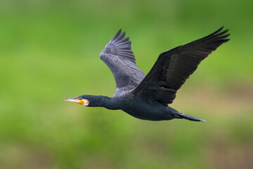 Aalscholver, Great Cormorant, Phalacrocorax carbo