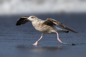 Grote Mantelmeeuw; Great Black-backed Gull; Larus marinus