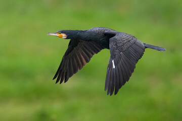 Aalscholver, Great Cormorant, Phalacrocorax carbo