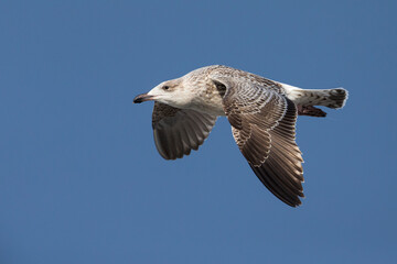 Grote Mantelmeeuw; Great Black-backed Gull; Larus marinus