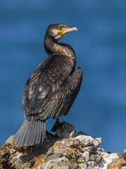 Aalscholver, Great Cormorant, Phalacrocorax carbo