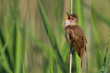 Grote Karekiet; Great Reed Warbler; Acrocephalus arundinaceus