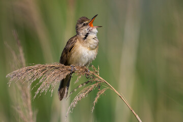 Grote Karekiet; Great Reed Warbler; Acrocephalus arundinaceus