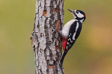 Fotobehang Grote Bonte Specht  Great Spotted Woodpecker  Dendrocopos major © AGAMI
