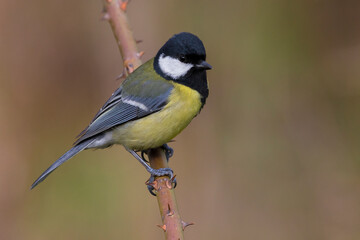 Koolmees; Great Tit; Parus major