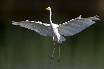 Grote Zilverreiger, Great Egret, Ardea alba