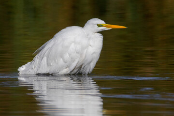 Grote Zilverreiger, Great Egret, Egretta alba