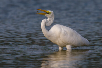 Grote Zilverreiger, Great Egret, Egretta alba