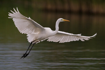 Grote Zilverreiger, Great Egret, Egretta alba