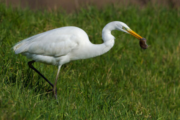 Grote Zilverreiger, Great Egret, Egretta alba