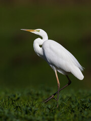 Grote Zilverreiger, Great Egret, Egretta alba