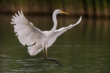Grote Zilverreiger, Great Egret, Egretta alba
