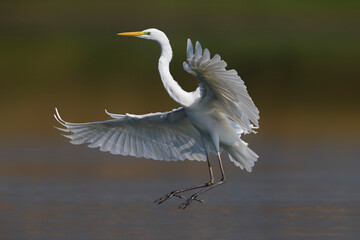 Grote Zilverreiger, Great Egret, Ardea alba