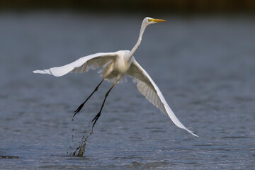 Grote Zilverreiger, Great Egret, Egretta alba