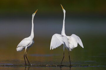 Grote Zilverreiger, Great Egret, Ardea alba