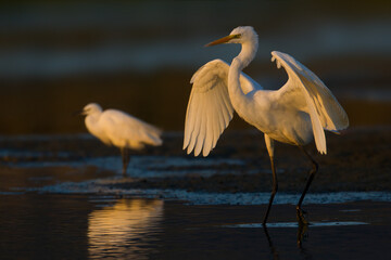 Grote Zilverreiger, Great Egret, Egretta alba