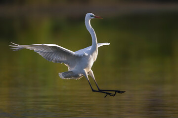 Grote Zilverreiger, Great Egret, Egretta alba