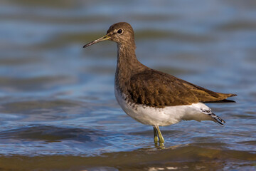 Witgatje; Green Sandpiper; Tringa ochropus