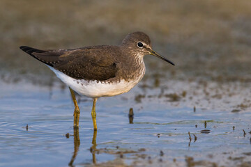 Witgatje; Green Sandpiper; Tringa ochropus